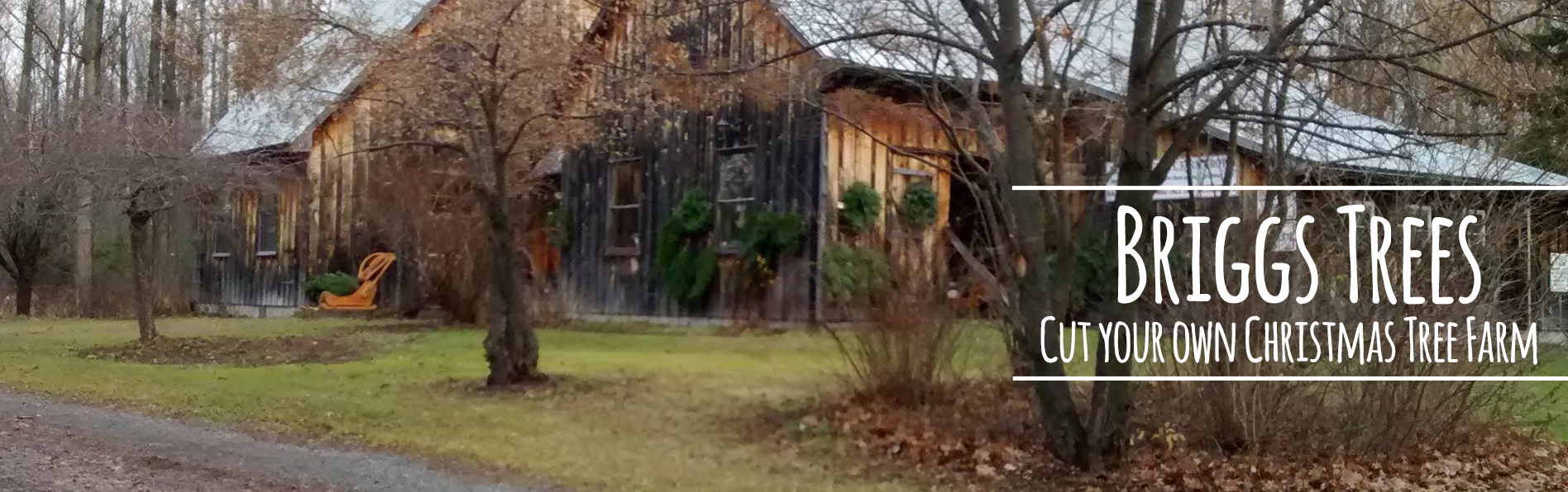 Briggs Trees Cut Your Own Christmas Tree Farm